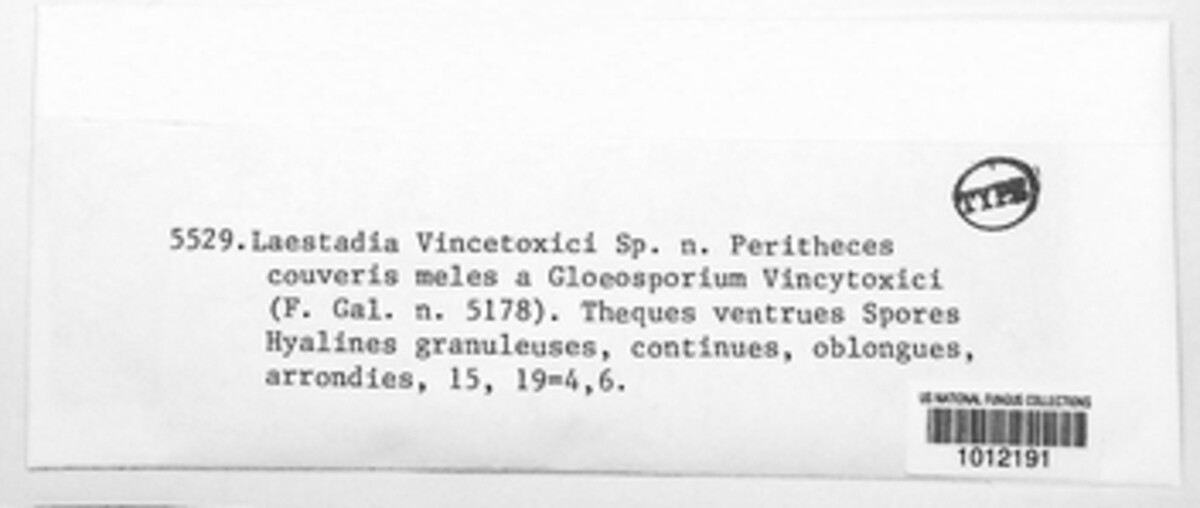 Discosphaerina vincetoxici image